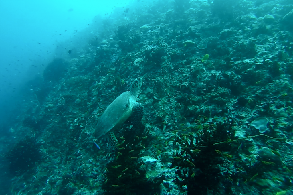 mergulho cilindro scuba diving velassaru resort hotel - dicas de viagem lua de mel nas ilhas maldivas