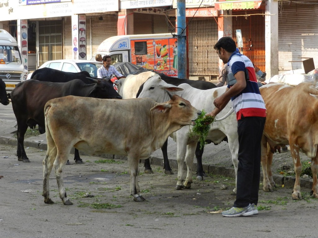 vaca sagrada india