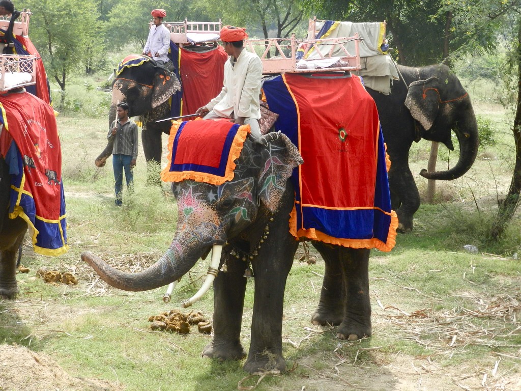 25 elefantes amber fort - jaipur - rajastao - india