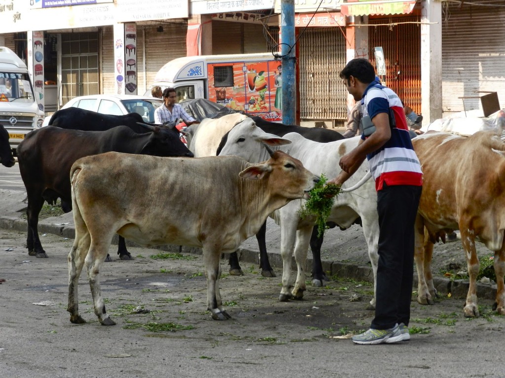 Nosso motorista Deepak alimentando as vacas das ruas de Jodhpur