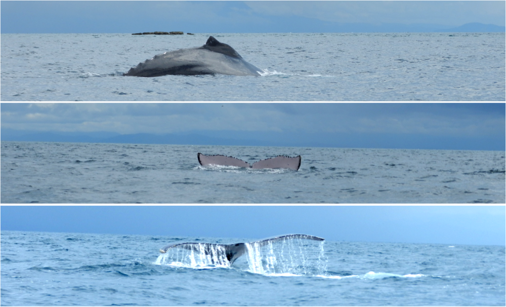 26.Isla Contadora Panama ballenas baleias whales LalaRebelo