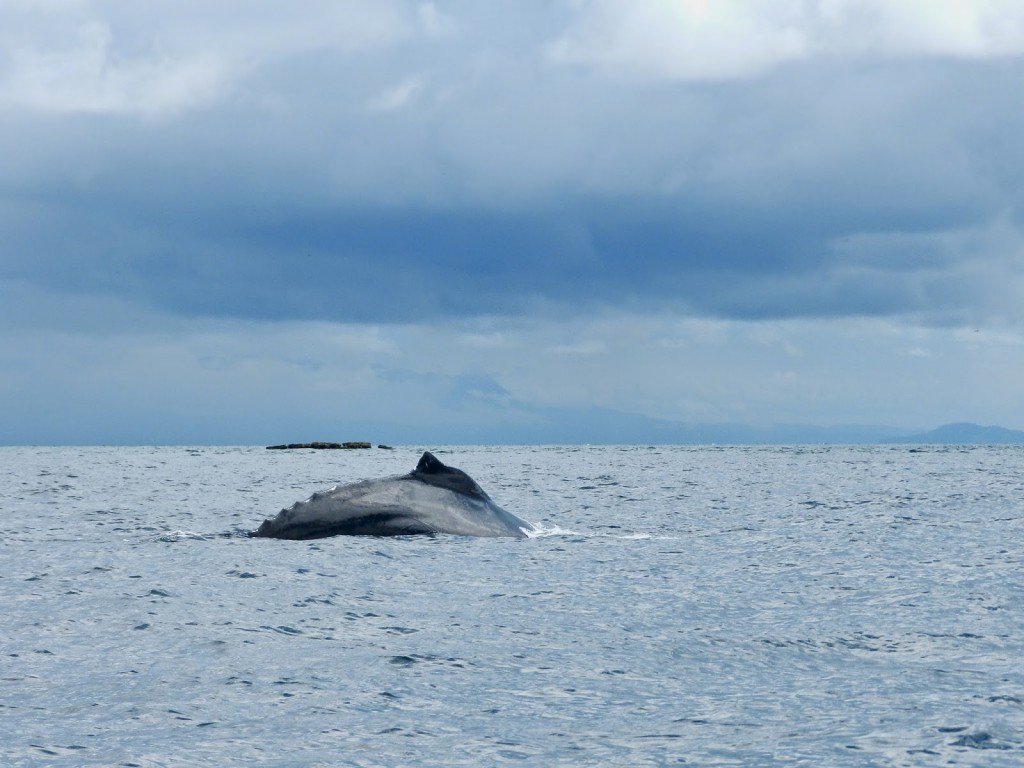 WHALE WATCHING CONTADORA observacao de baleias ballenas jubarte pearl islands islas perlas panama lalarebelo blog de viagem 02