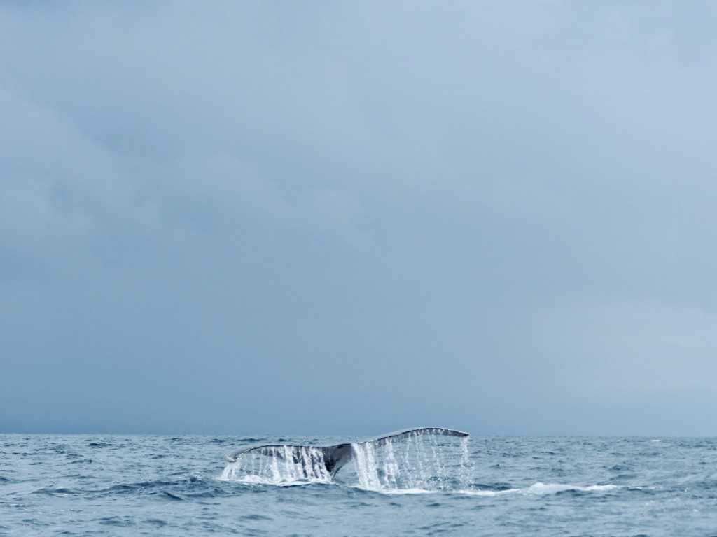 WHALE WATCHING CONTADORA observacao de baleias ballenas jubarte pearl islands islas perlas panama lalarebelo blog de viagem 05