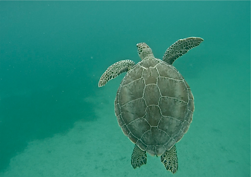Playa Tamarindo tartarugas Isla Culebra Puerto Rico dicas blog lalarebelo 04