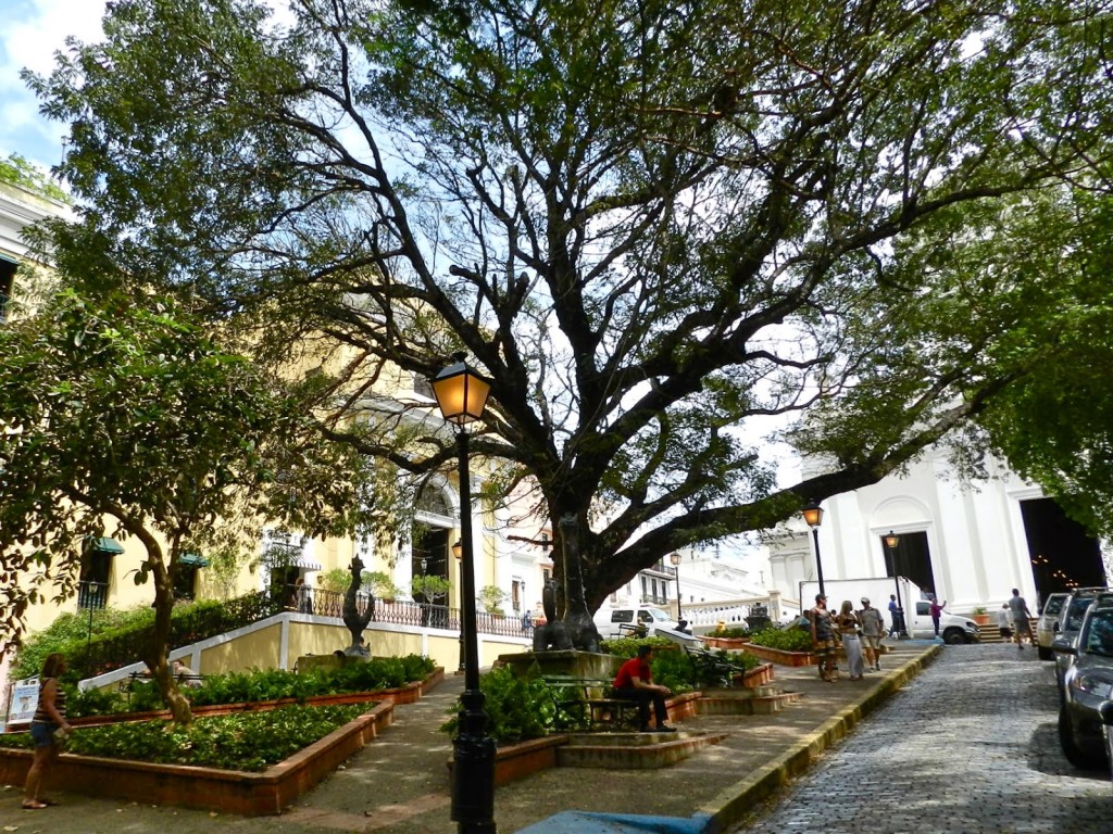 Plaza de La Catedral em VSJ | E essa árvore, gente?!