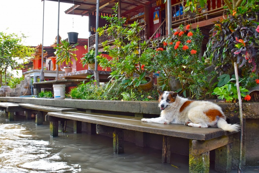 02 mercado flutuante damnoen saduak floating market - bangkok - dicas de viagem tailandia