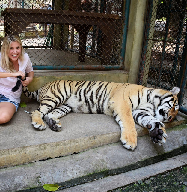 06 tiger kingdom chiang mai tailandia