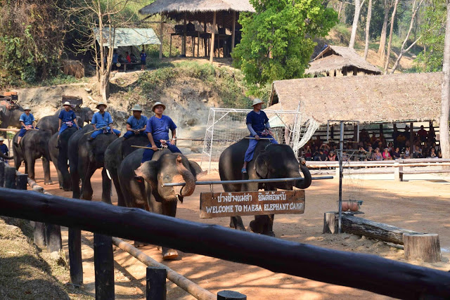 34 maesa elephant camp passeio de elefante chiang mai tailandia