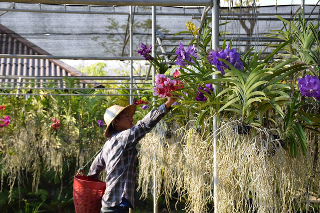 58 orchid farm chiang mai tailandia