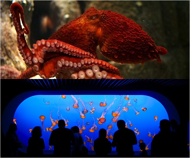 Monterey Bay Aquarium em Cannery Row | fotos: site oficial e rubinphotography.com