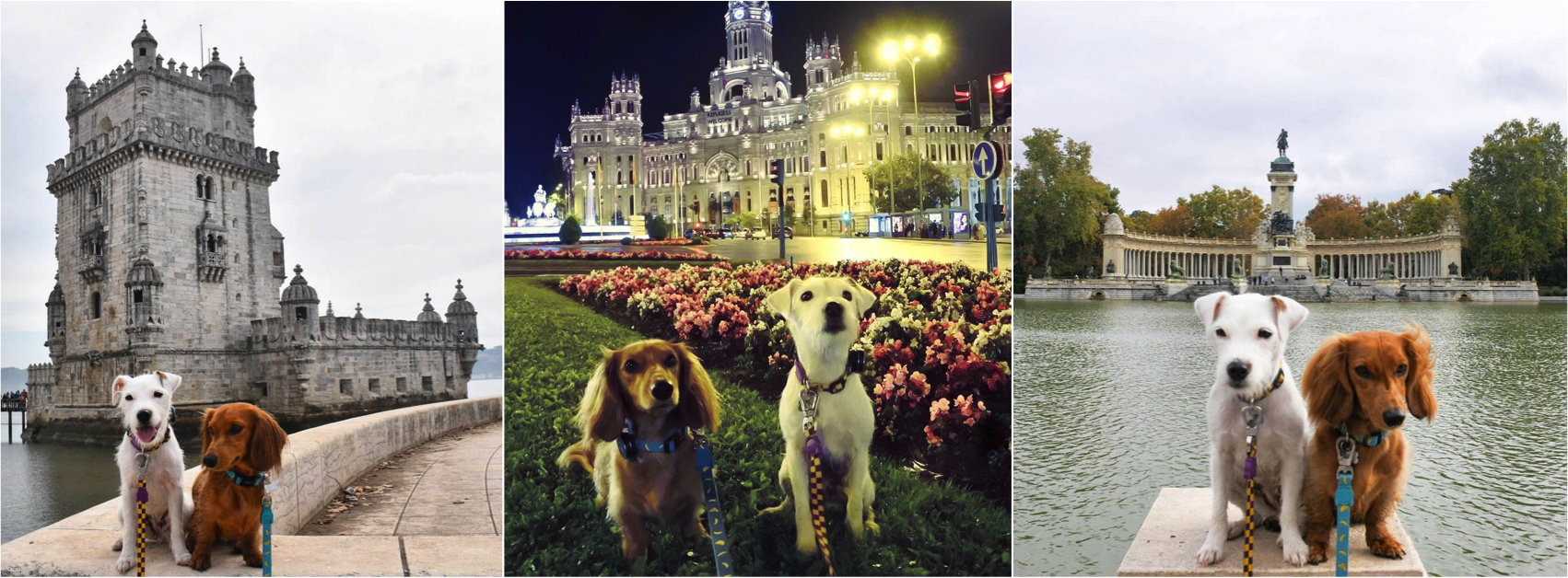 Os cachorrinhos pop's do Instagram, Django e Chloe, em uma viagem pela Europa