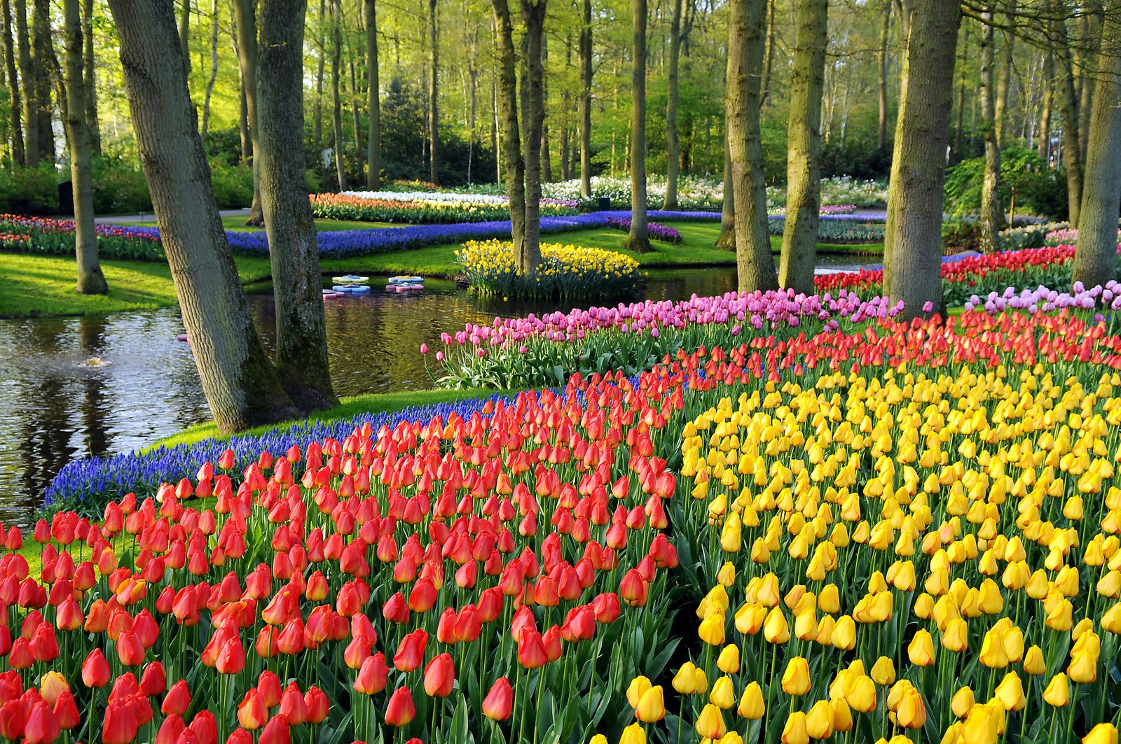 jardim de tulipas Keukenhof | foto: laidbackgardener.wordpress.com