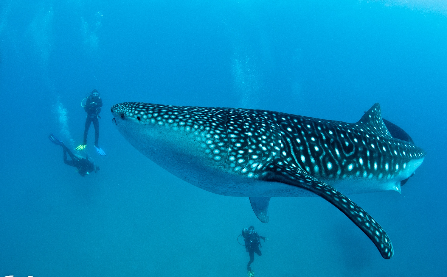 Ou um mergulho com tubarão baleia? (em algumas épocas) - Belize | foto: hopkinsbaybelize.com