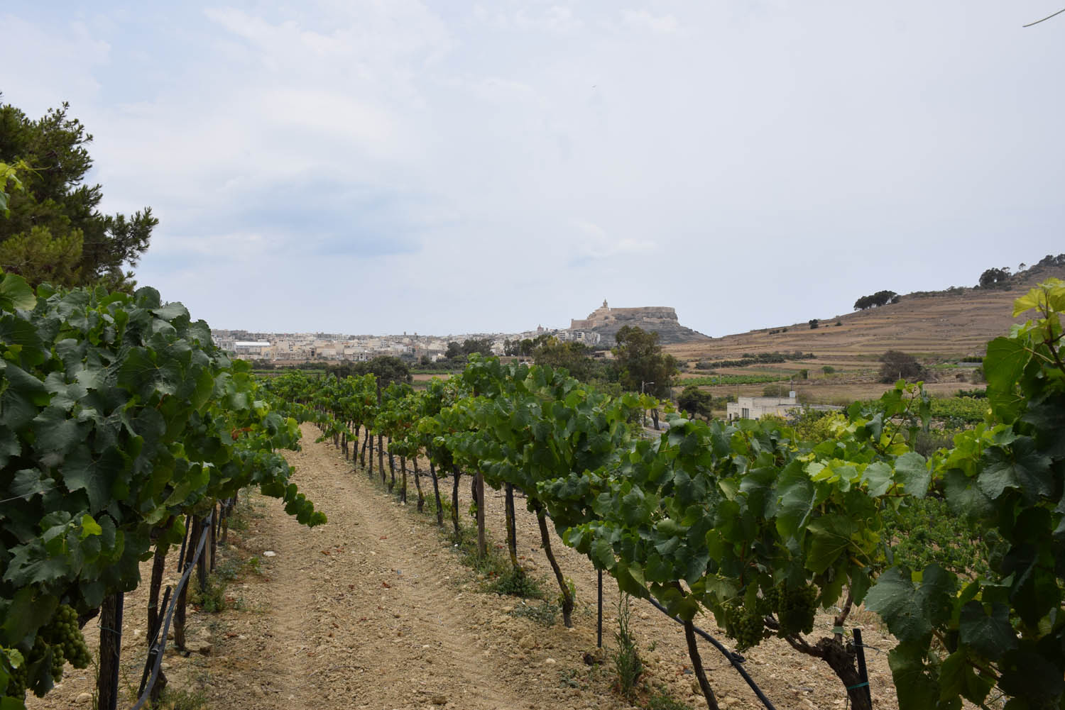 Nos vinhedos da Ta' Mena Estate com vista para a Cittadella de Gozo, Malta