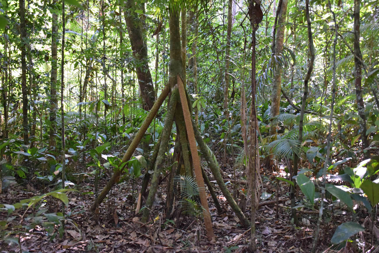 Na Trilha da Castanheira, Floresta Amazônica 