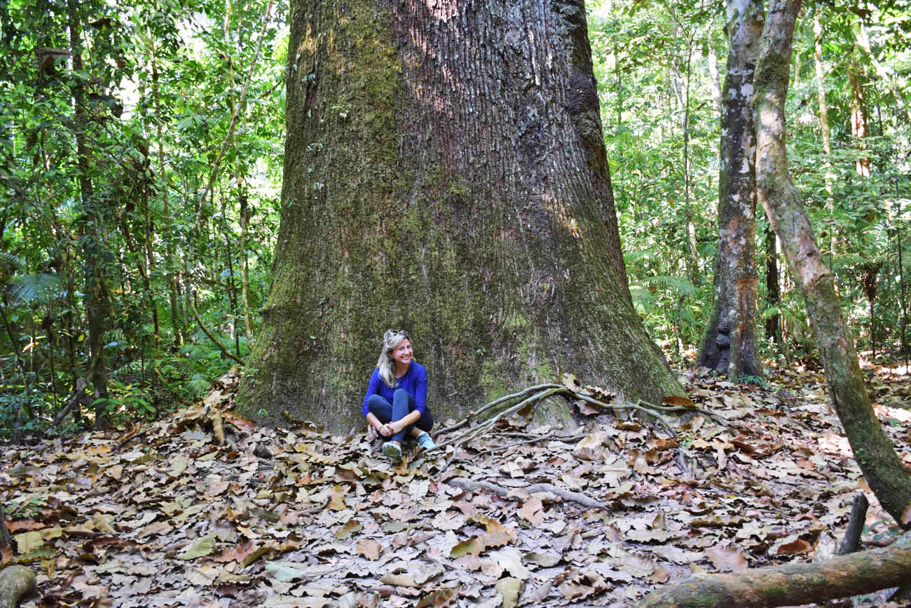 A castanheira com mais de 600 anos de idade! Floresta Amazônica