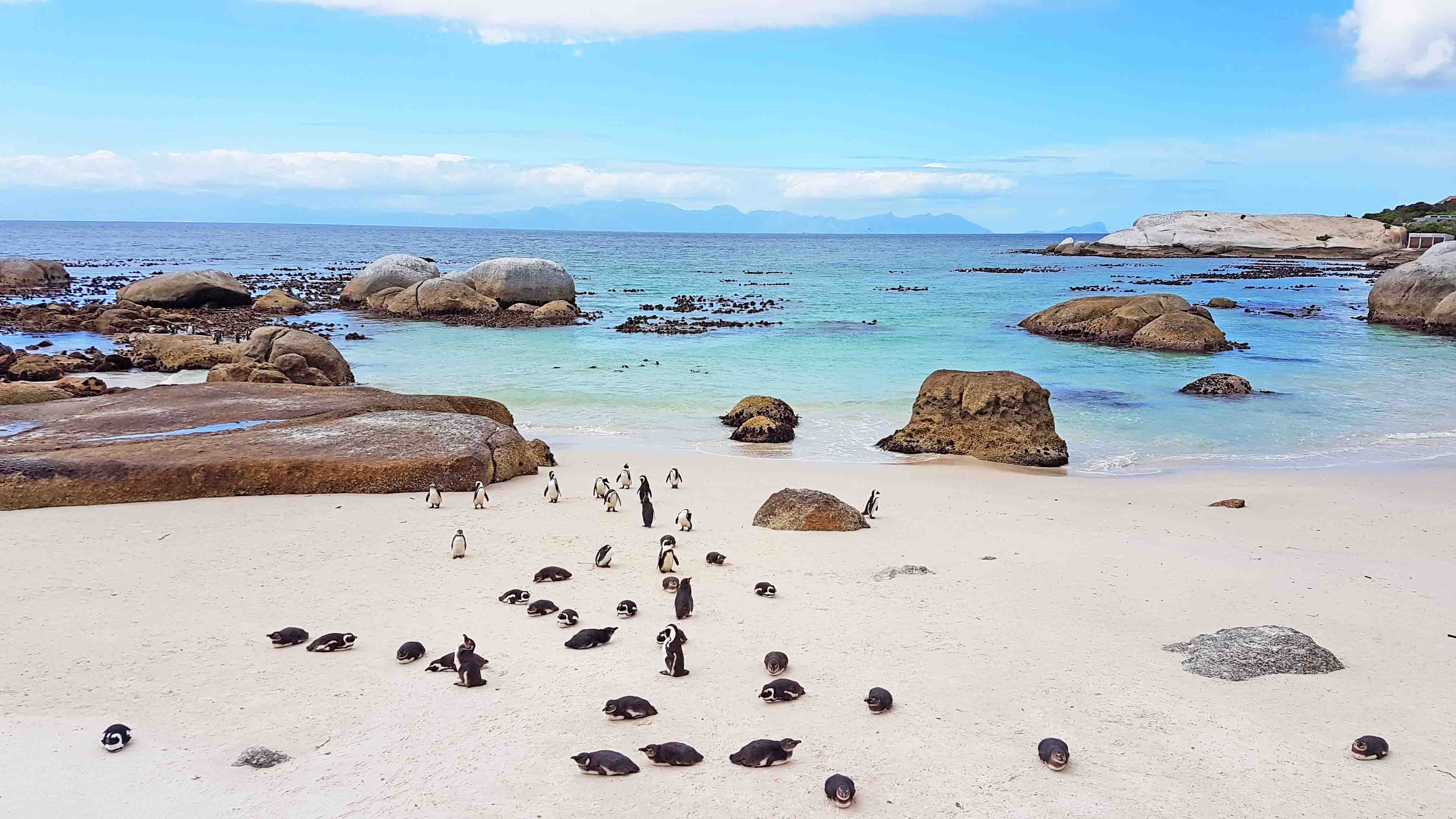 A colônia de pinguins africanos da Boulders Beach, em Simon's Town - pertinho da Cidade do Cabo