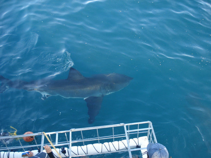 Mergulho com tubarão branco, em gaiola - África do Sul