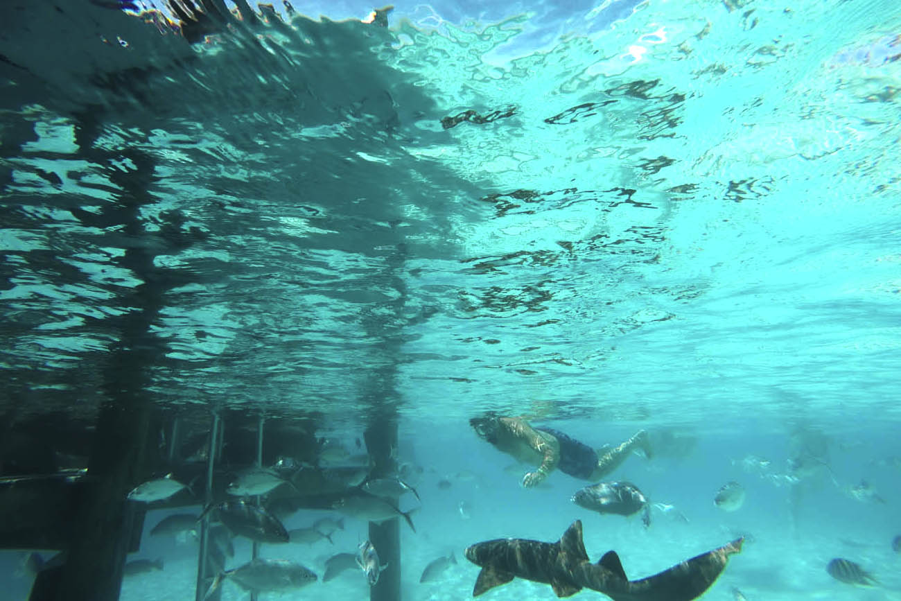 Mergulho com tubarões - Compass Cay - Exuma - Bahamas