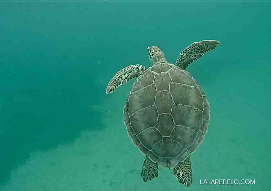 playa-tamarindo-tartarugas-isla-culebra-puerto-rico-dicas-blog-lalarebelo-04