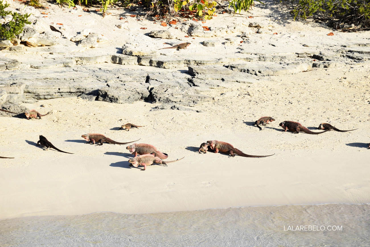 Praia das Iguanas - Exuma - Bahamas