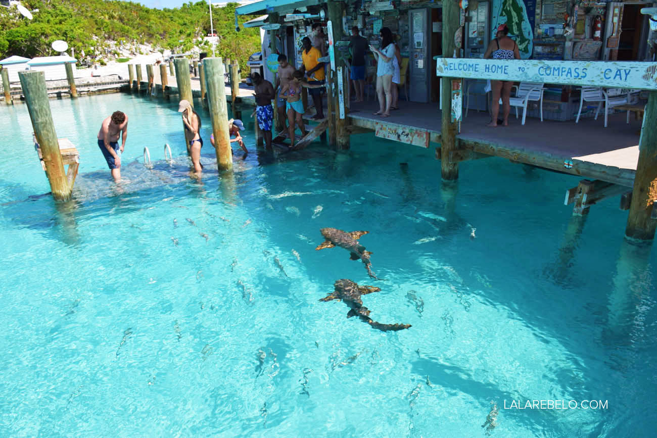 Mergulho com tubarões - Compass Cay - Exuma - Bahamas