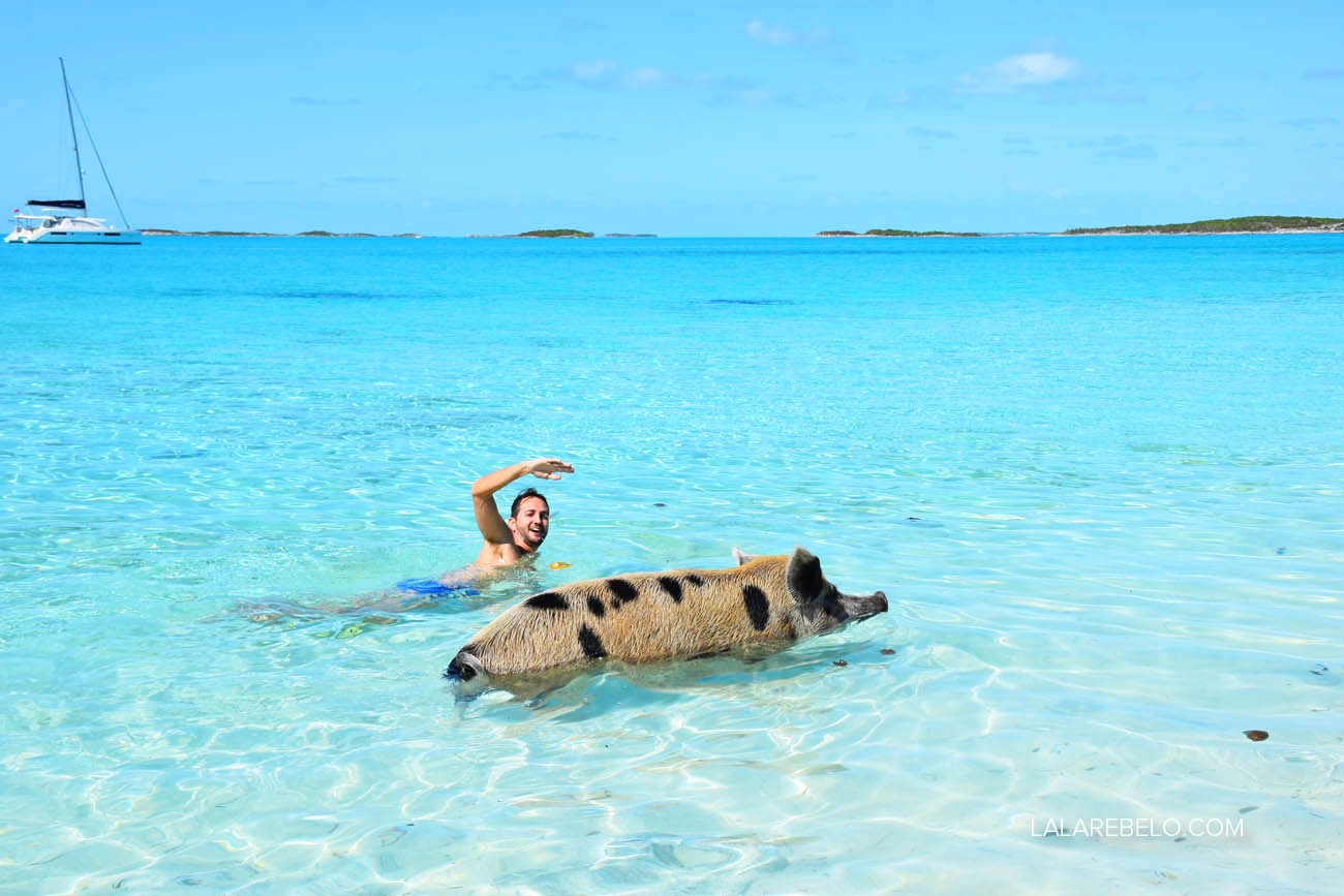 Porcos nadadores (falo do de pintinhas - meu marido é são paulino!!) :D | Pig Beach - Exuma - Bahamas