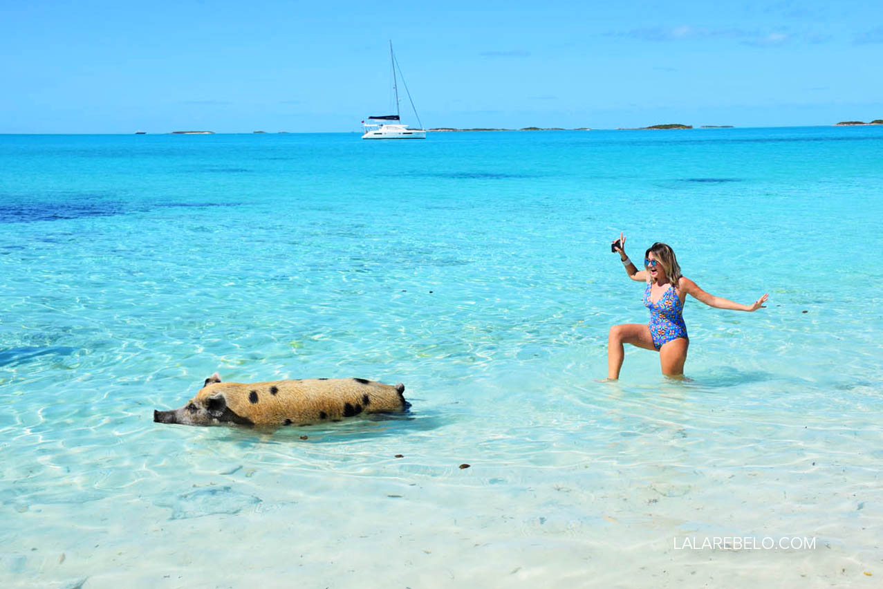 Porquinhos nadadores Pig Beach - Exuma Cays - Bahamas