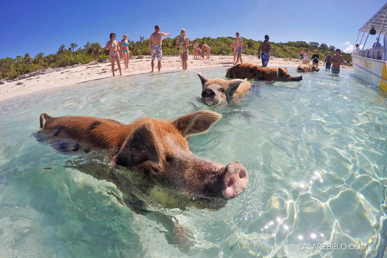 Chegando de barco na Pig Beach - Exuma - Bahamas