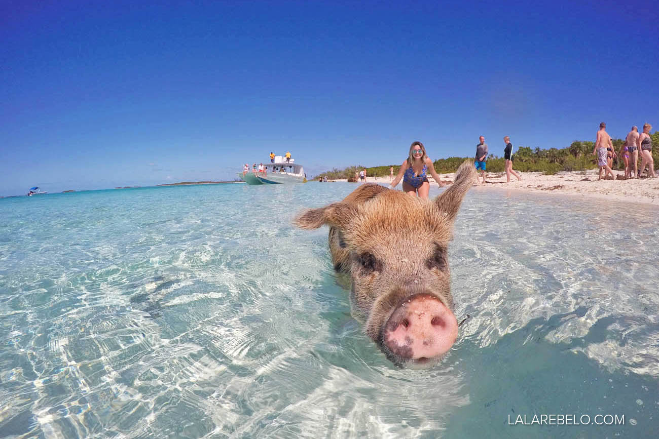 Eu e o porco! Pig Beach - Exuma - Bahamas