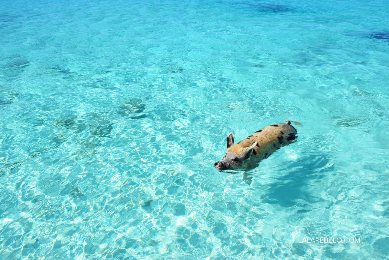 E os porquinhos vêm receber os turistas!! | Pig Beach - Exuma - Bahamas
