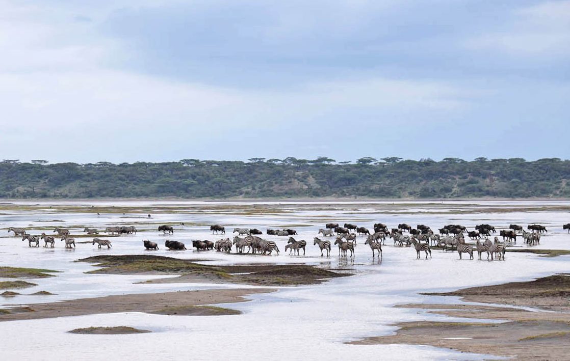 Safari Serengeti Tanzania - Grande Migração
