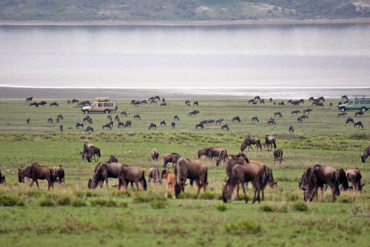 Safari Serengeti Tanzania - Grande Migração