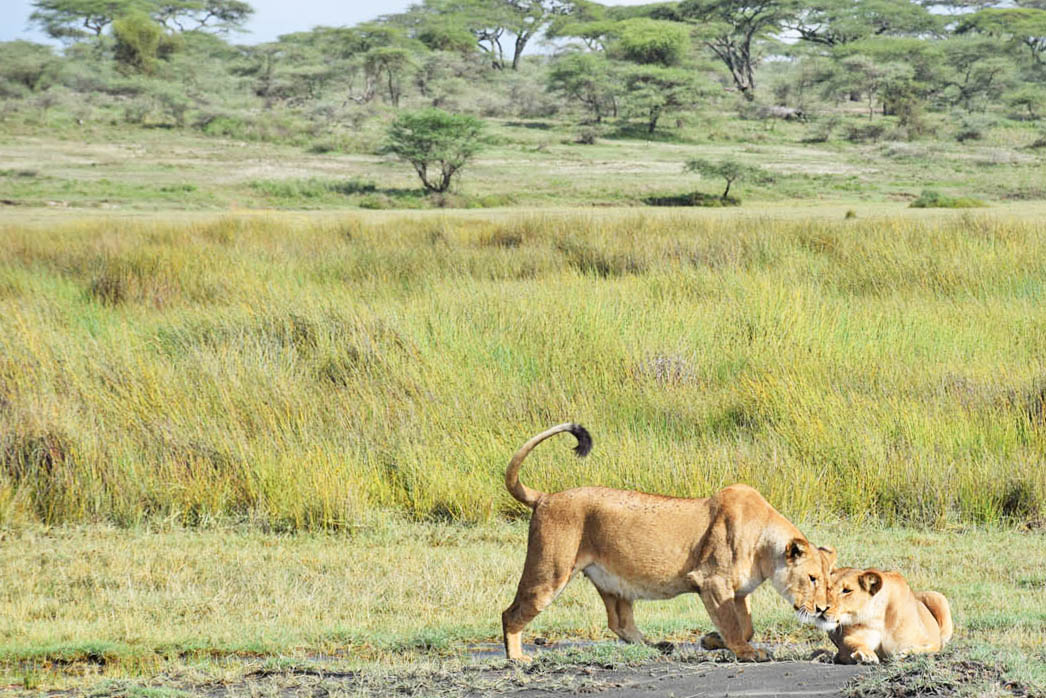 andBeyond Serengeti Under Canvas - Safari Serengeti Tanzania - Grande Migração