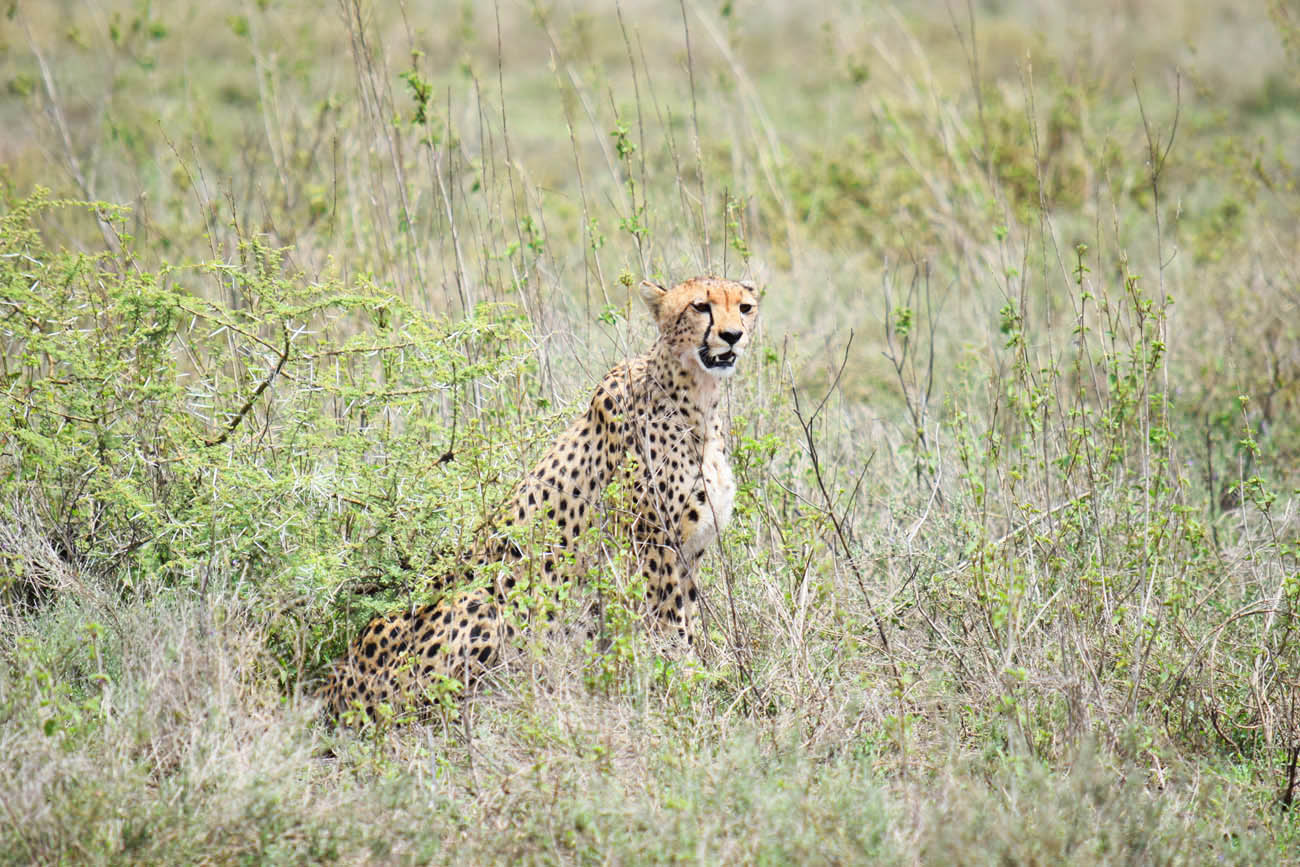 Safari Serengeti Tanzania - andBeyond