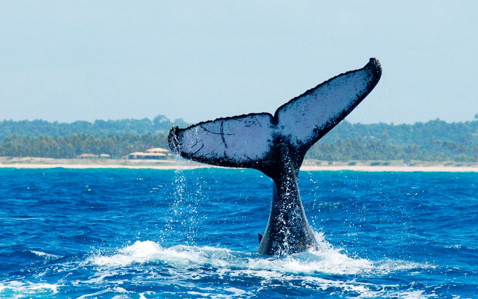 baleias jubarte praia do forte bahia