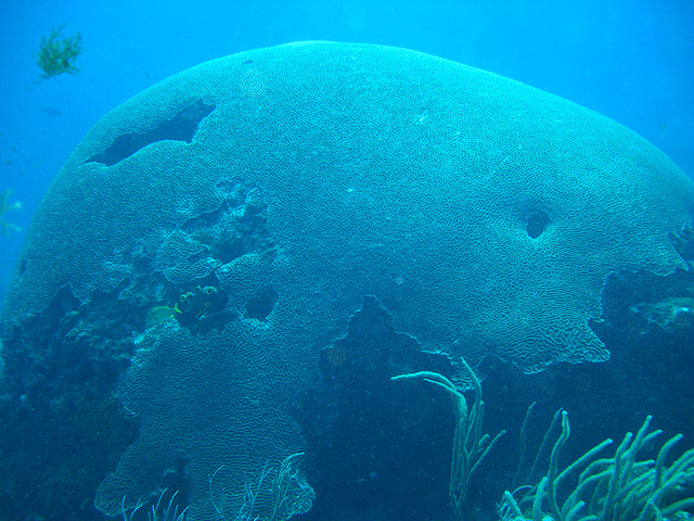 brain coral tobago