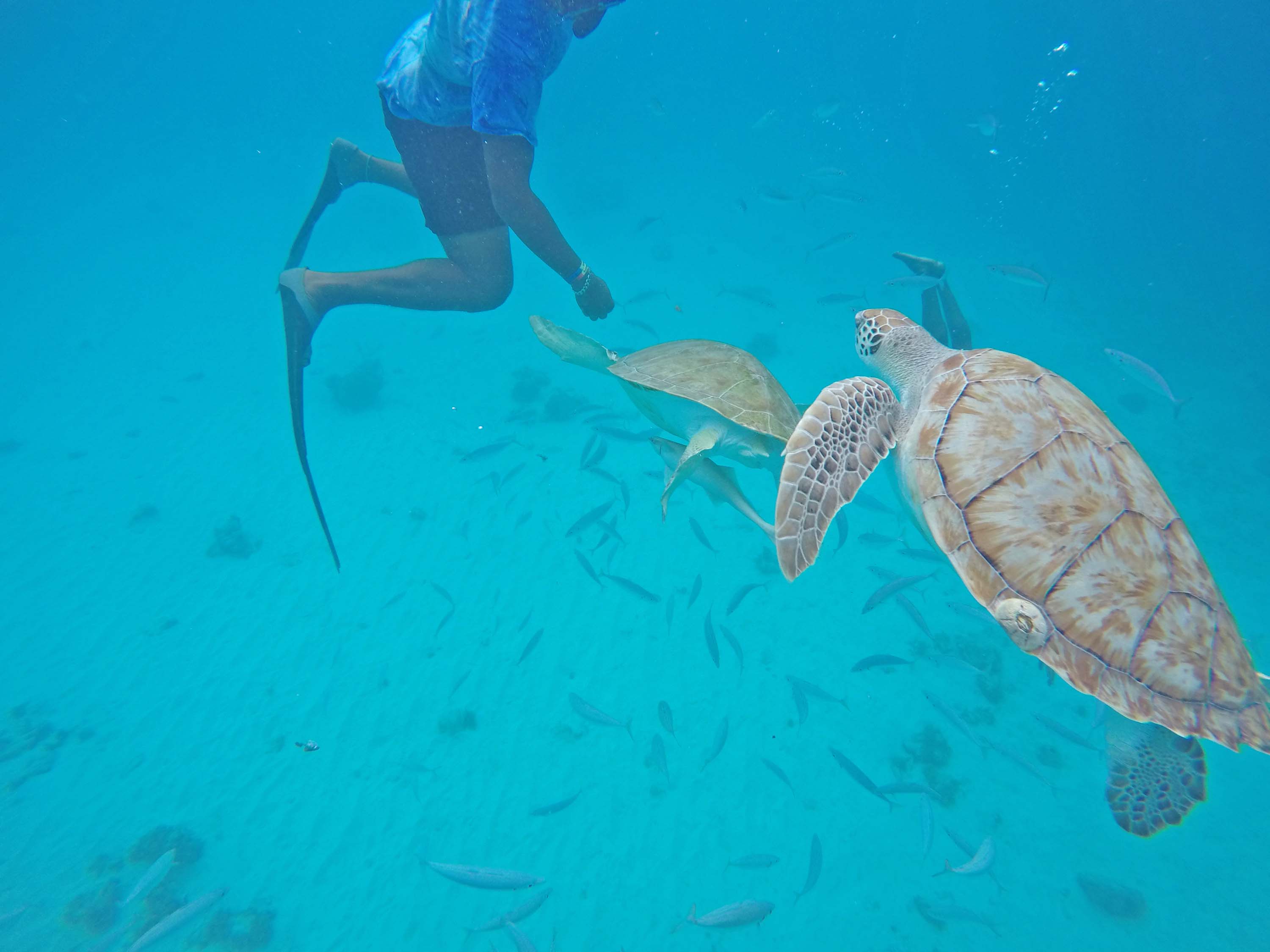 barbados blue - snorkel turtles
