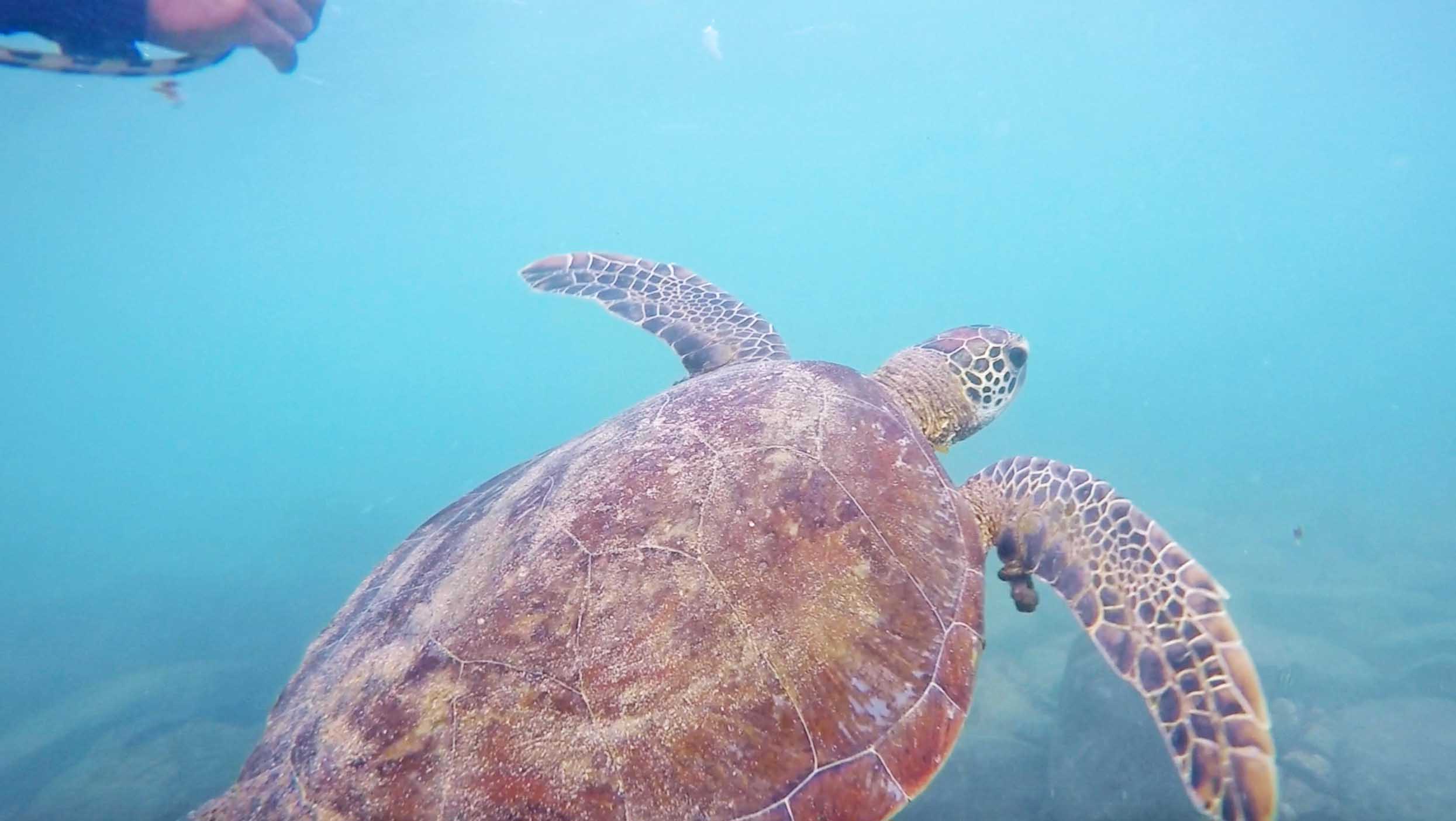 tartaruga snorkel praia do sueste