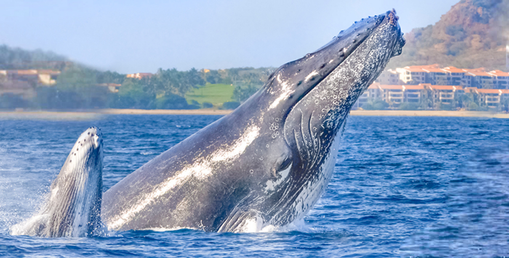 baleias los cabos whale watching tour