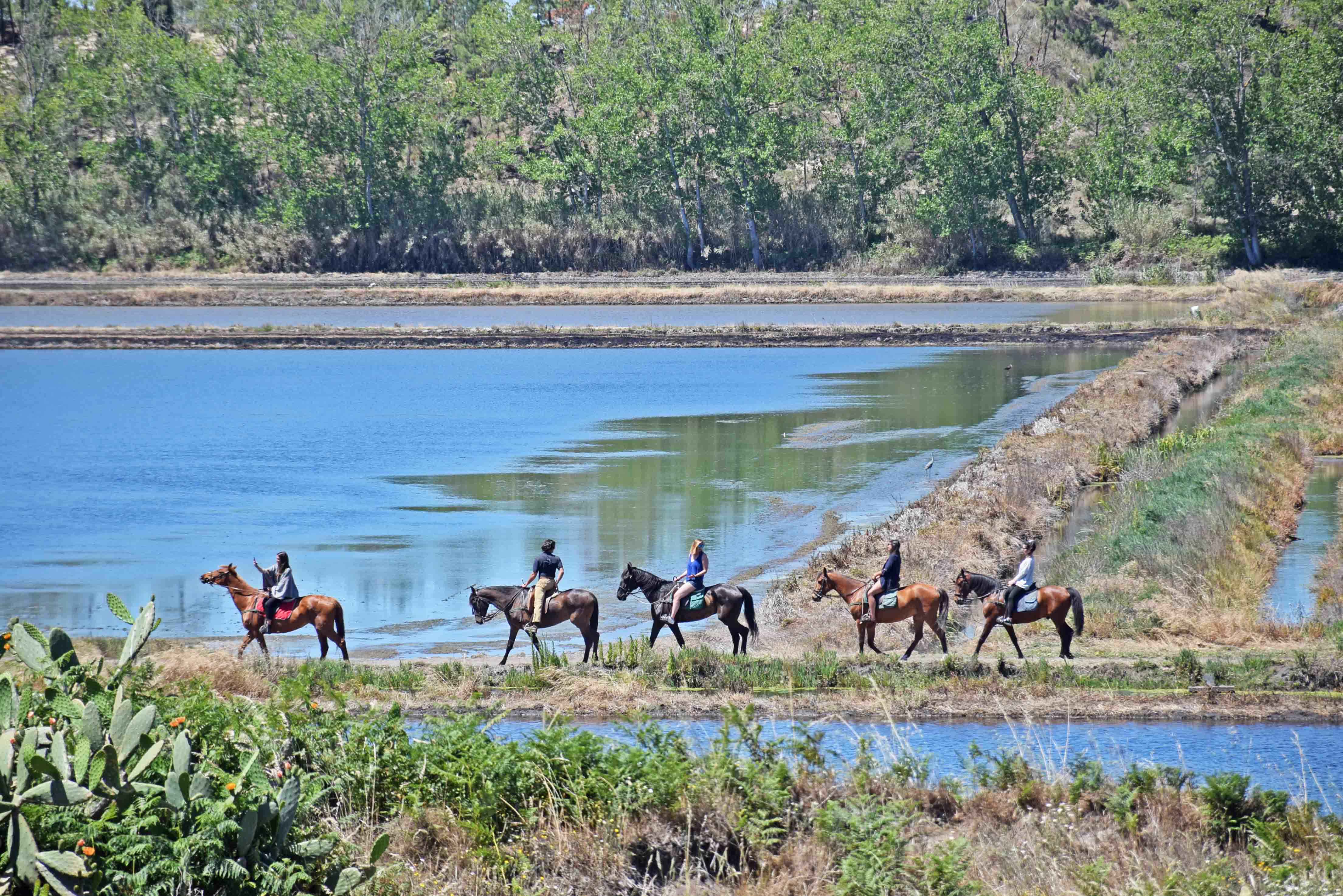Cavalos na Areia - Comporta - Portugal