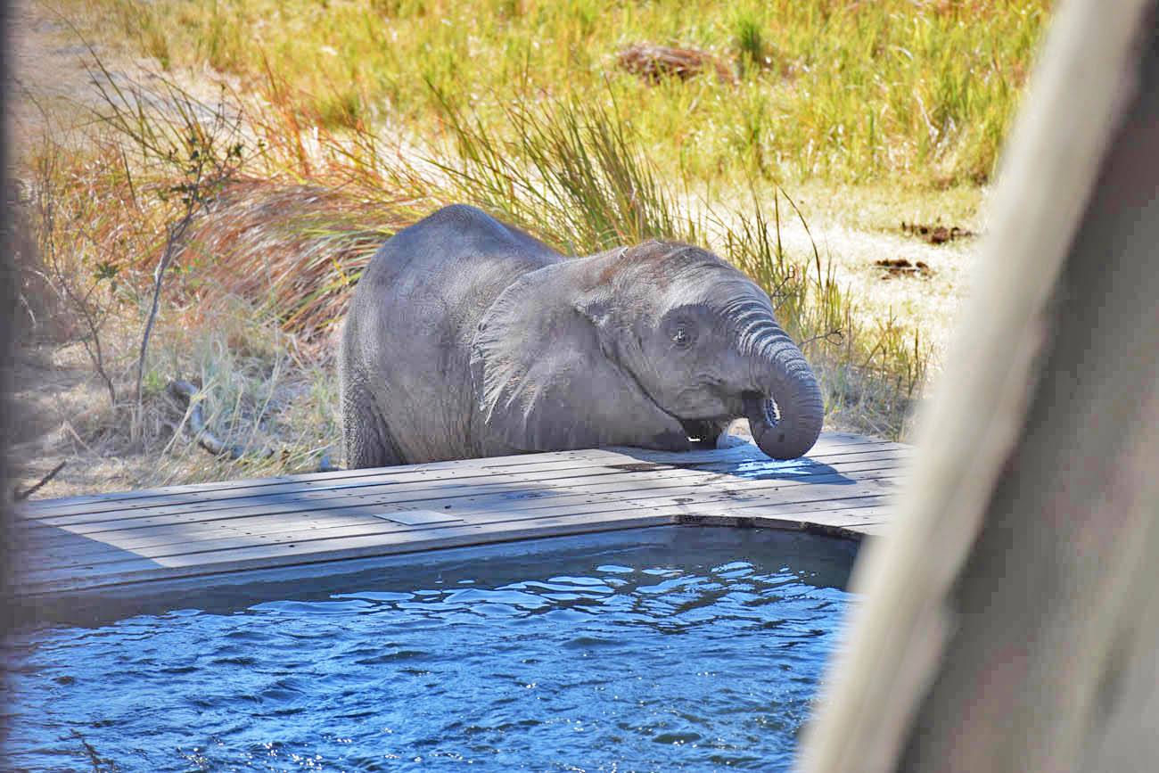 Elefante bebendo água da piscina - Okavango Delta Botsuana