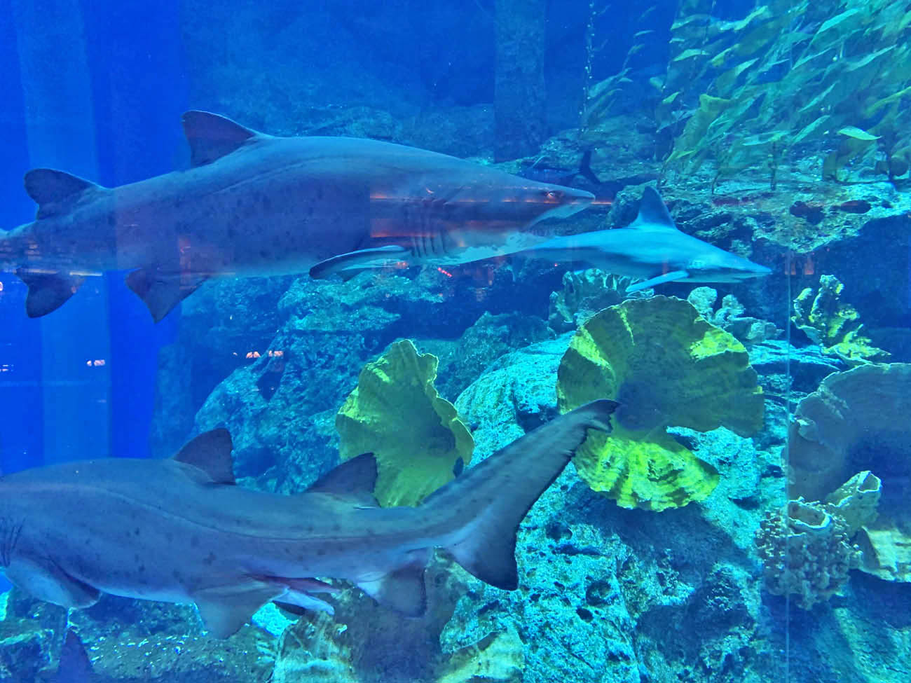Dubai Aquarium - Dubai Mall