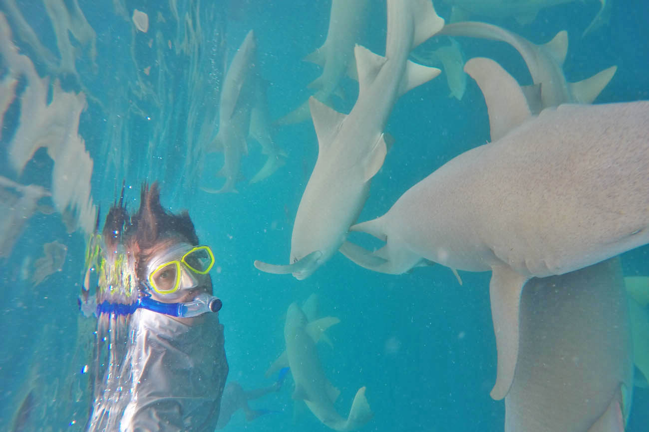 Anantara Dhigu Activities - snorkel nurse sharks Maldives