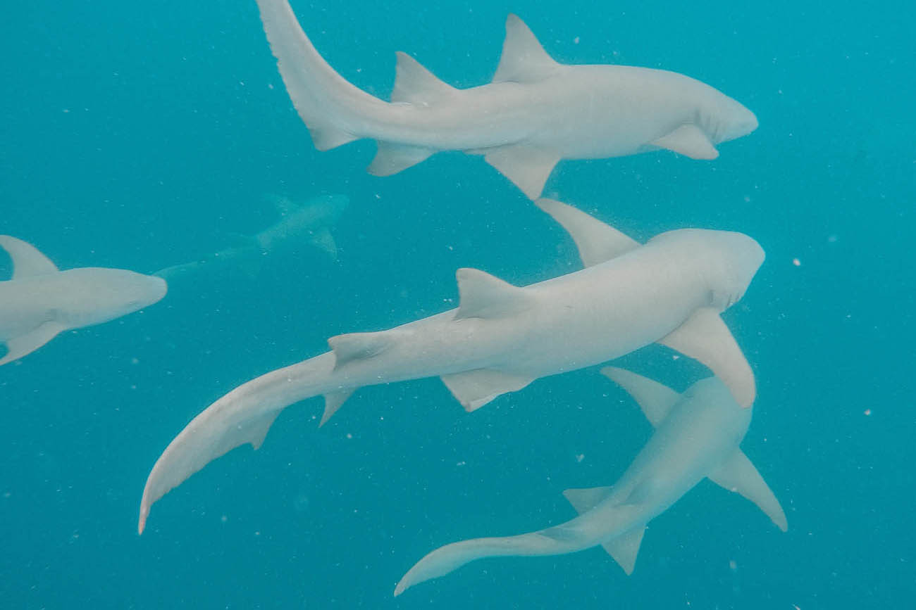 Anantara Dhigu Activities - snorkel nurse sharks Maldives