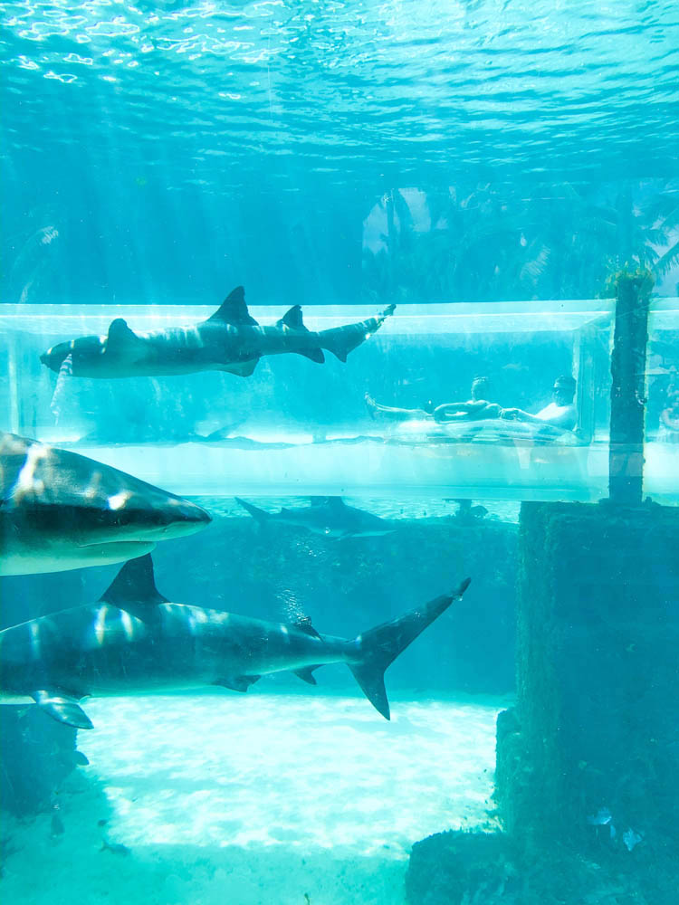 Atlantis Bahamas Nassau - tobogã com tubarões
